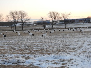 Red-crowned Crane 釧路市 Sun, 1/7/2018