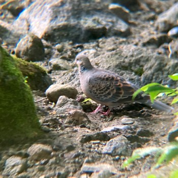 2022年7月24日(日) 昭和記念公園の野鳥観察記録