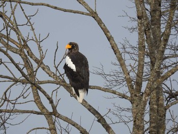 Steller's Sea Eagle Kushiro Wetland National Park Mon, 1/8/2018