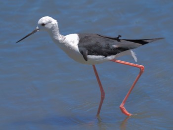 Black-winged Stilt Tokyo Port Wild Bird Park Sun, 7/24/2022