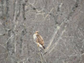 Eastern Buzzard 標茶　五十石橋 Mon, 1/8/2018