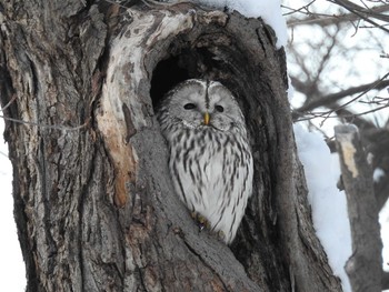 Ural Owl(japonica) 札幌 Sun, 1/14/2018