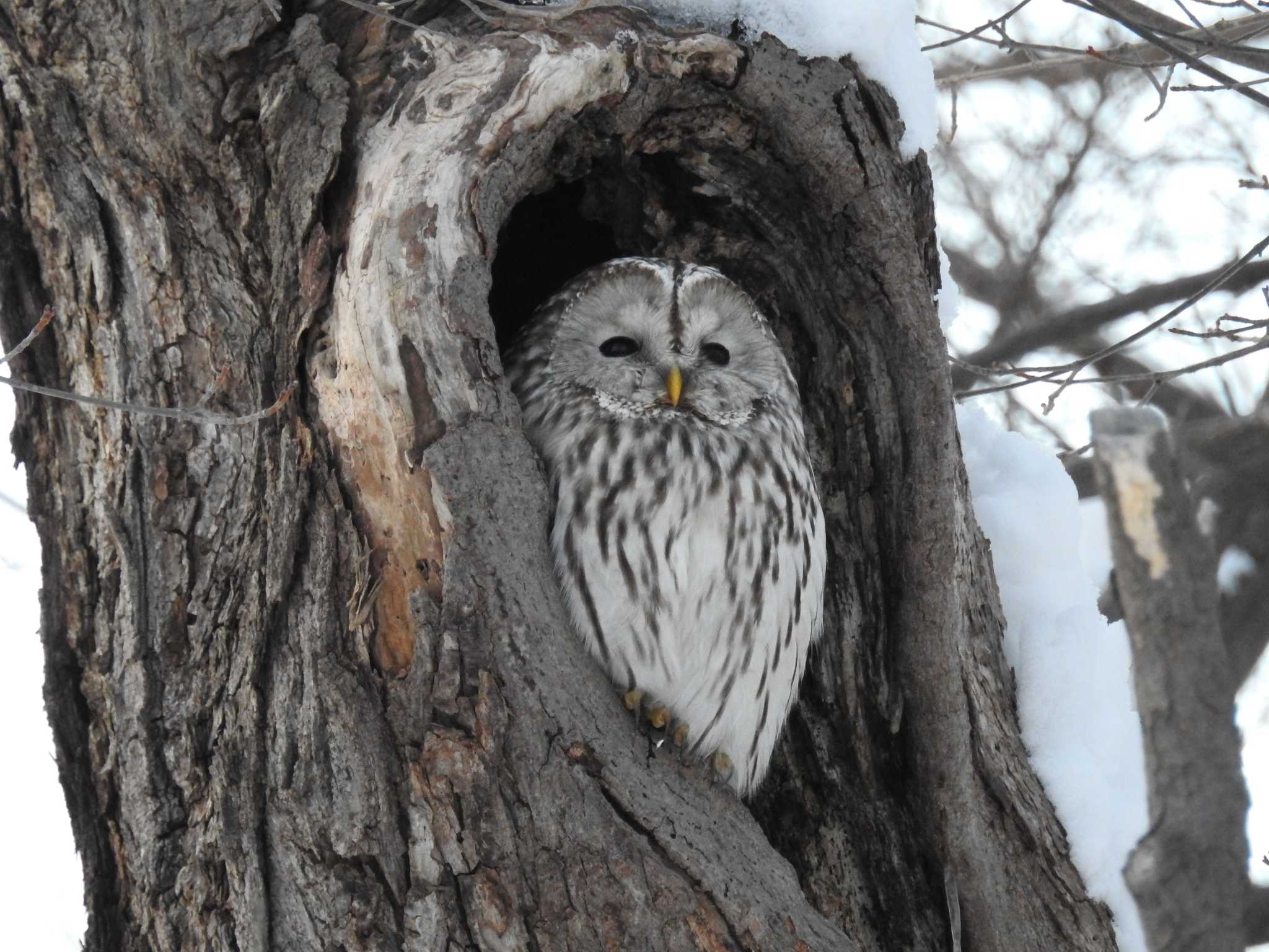 Photo of Ural Owl(japonica) at 札幌 by ぴよお