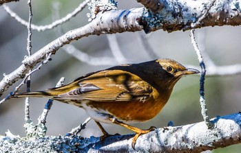 アカハラ 佐鳴湖 2020年2月1日(土)