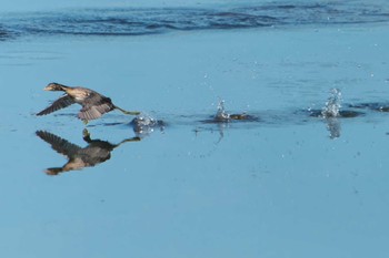 Sun, 7/24/2022 Birding report at 明石市