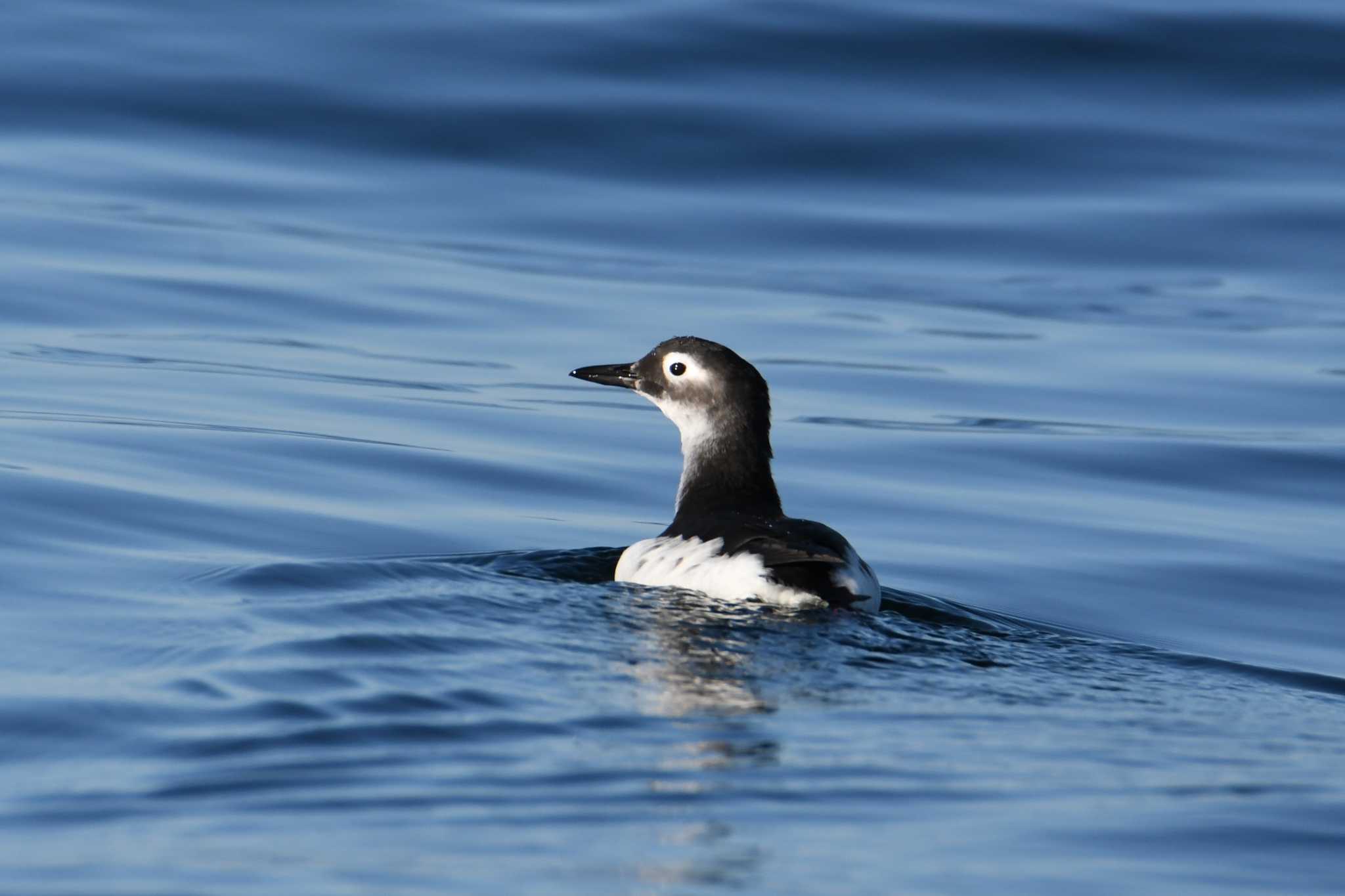 Spectacled Guillemot