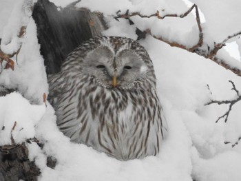Ural Owl(japonica) 旭川 Tue, 1/16/2018