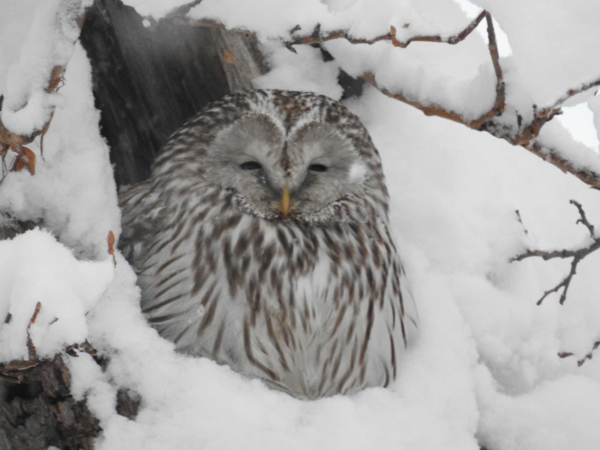 Photo of Ural Owl(japonica) at 旭川 by ぴよお
