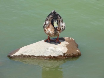 Domestic duck 門池公園(沼津市) Sun, 7/24/2022