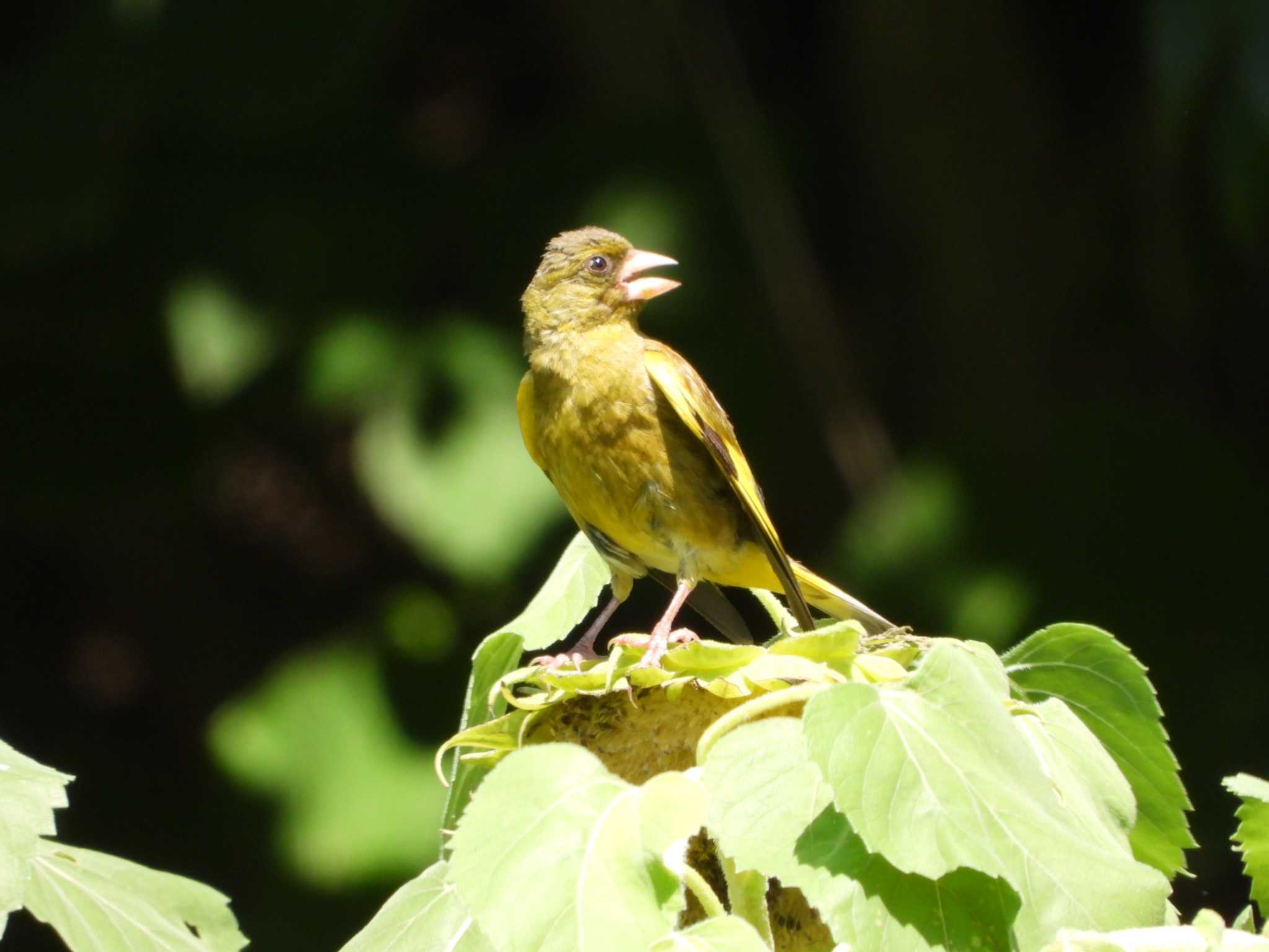 都市緑化植物園(大阪府豊中市寺内) カワラヒワの写真 by ひよひよ