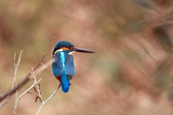 カワセミ 場所が不明 2018年1月15日(月)