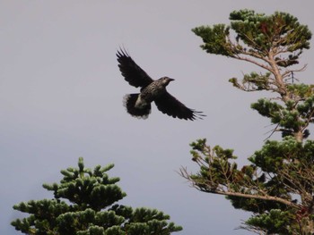 2022年7月24日(日) 奥庭荘(富士山)の野鳥観察記録