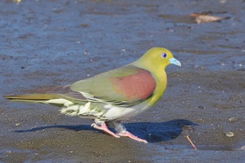 2022年7月24日(日) 長浜公園の野鳥観察記録