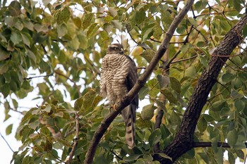 Eurasian Sparrowhawk Osaka castle park Sun, 1/14/2018