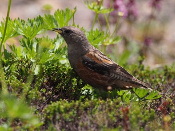 Alpine Accentor 乗鞍岳 Sun, 7/24/2022