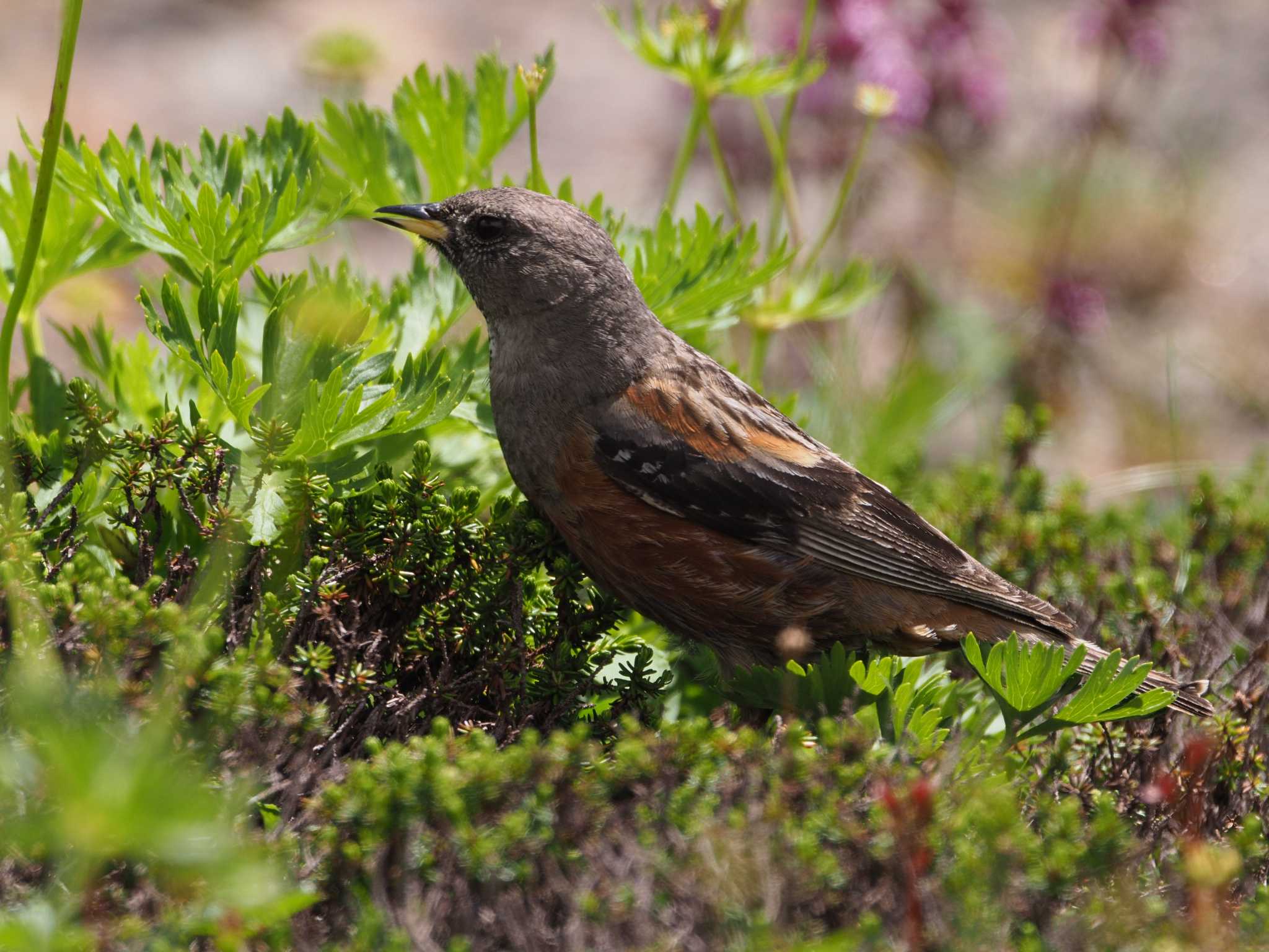 Photo of Alpine Accentor at 乗鞍岳 by ふなきち