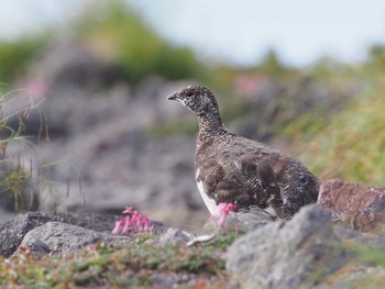 2022年7月24日(日) 乗鞍岳の野鳥観察記録