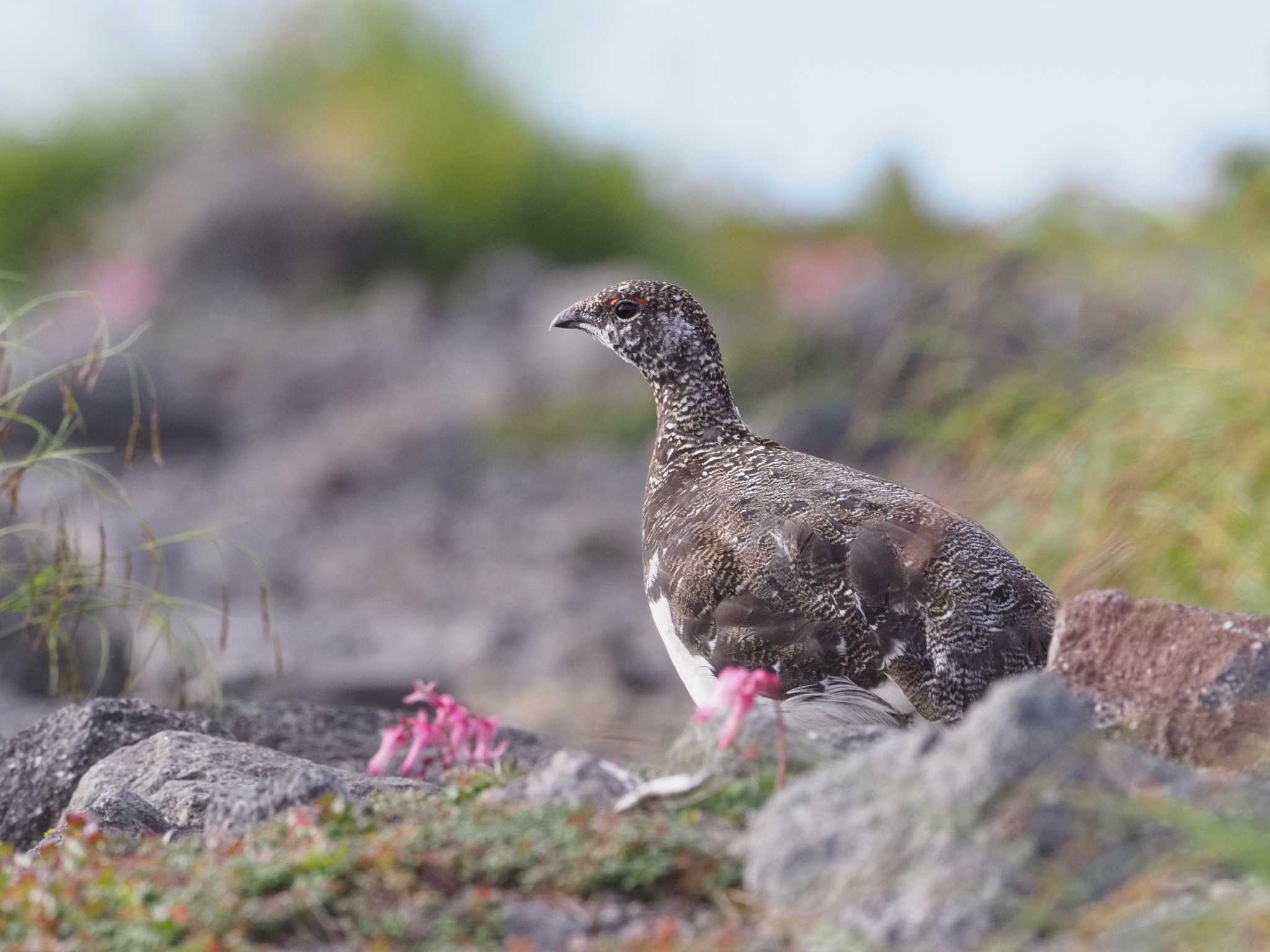 Photo of Rock Ptarmigan at 乗鞍岳 by ふなきち