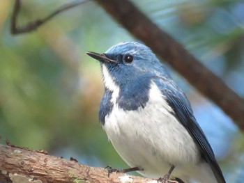 Ultramarine Flycatcher Doi Angkhang View Point Unknown Date