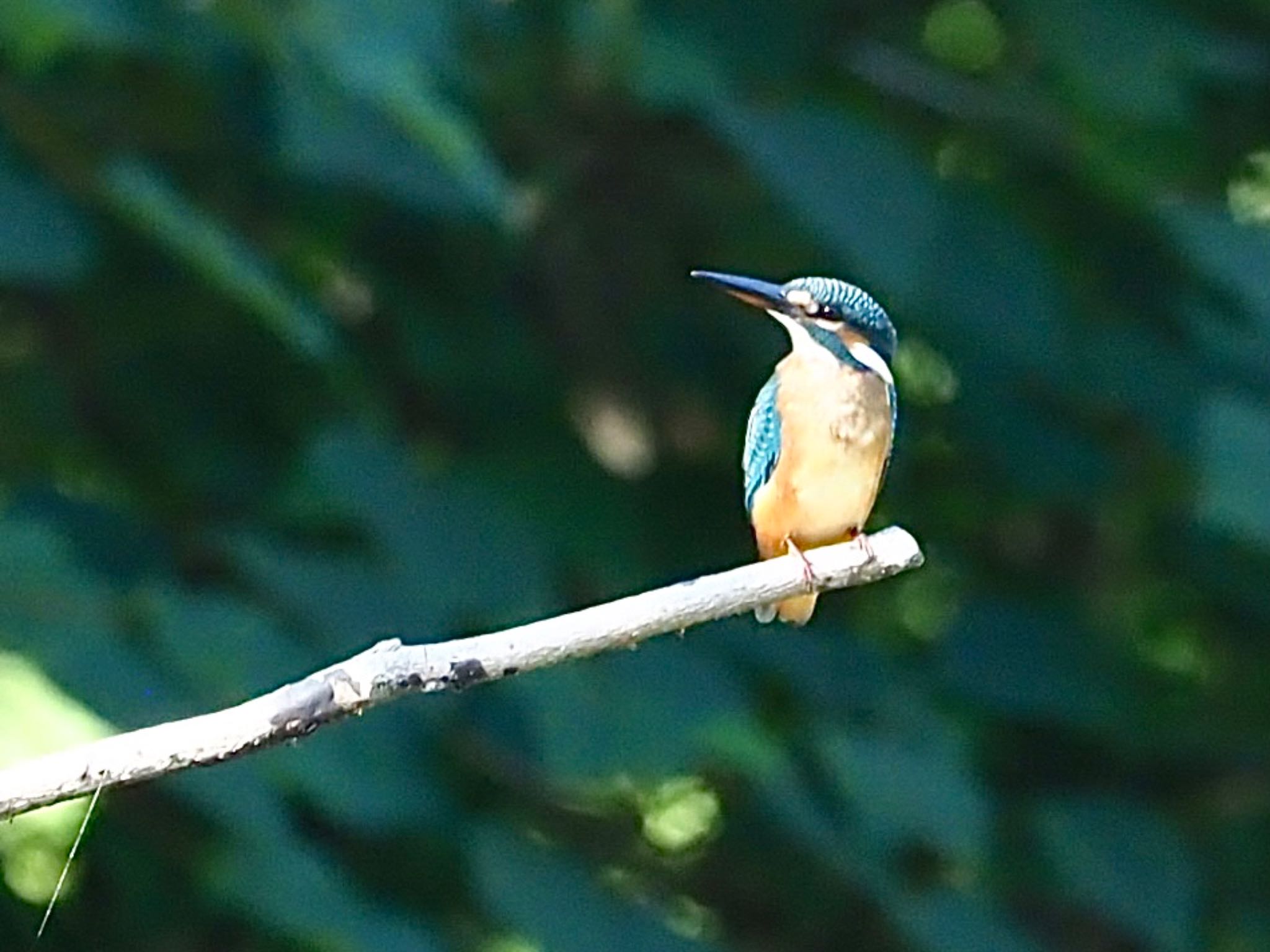 Photo of Common Kingfisher at 横浜市 by カルル