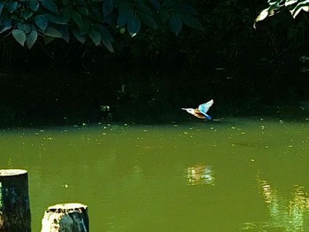 Common Kingfisher 横浜市 Mon, 7/25/2022