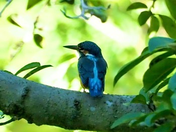 Common Kingfisher 横浜市 Mon, 7/25/2022