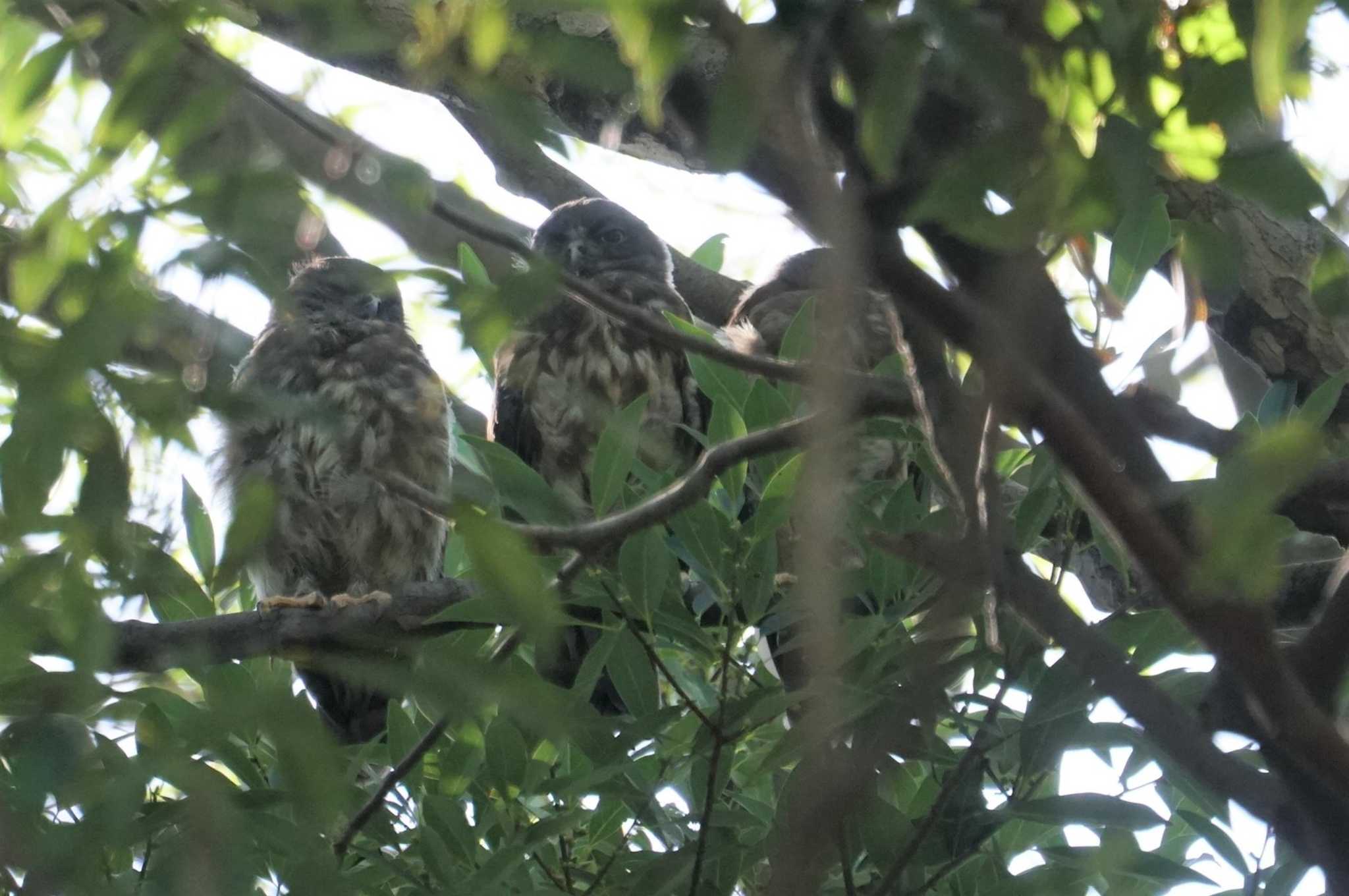 箕面山 アオバズクの写真 by マル