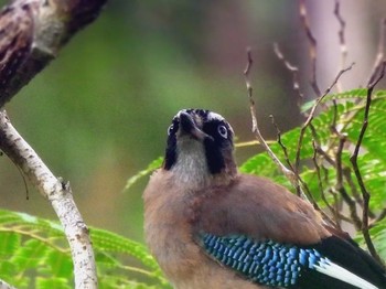 Eurasian Jay 曽爾村 Sat, 7/23/2022