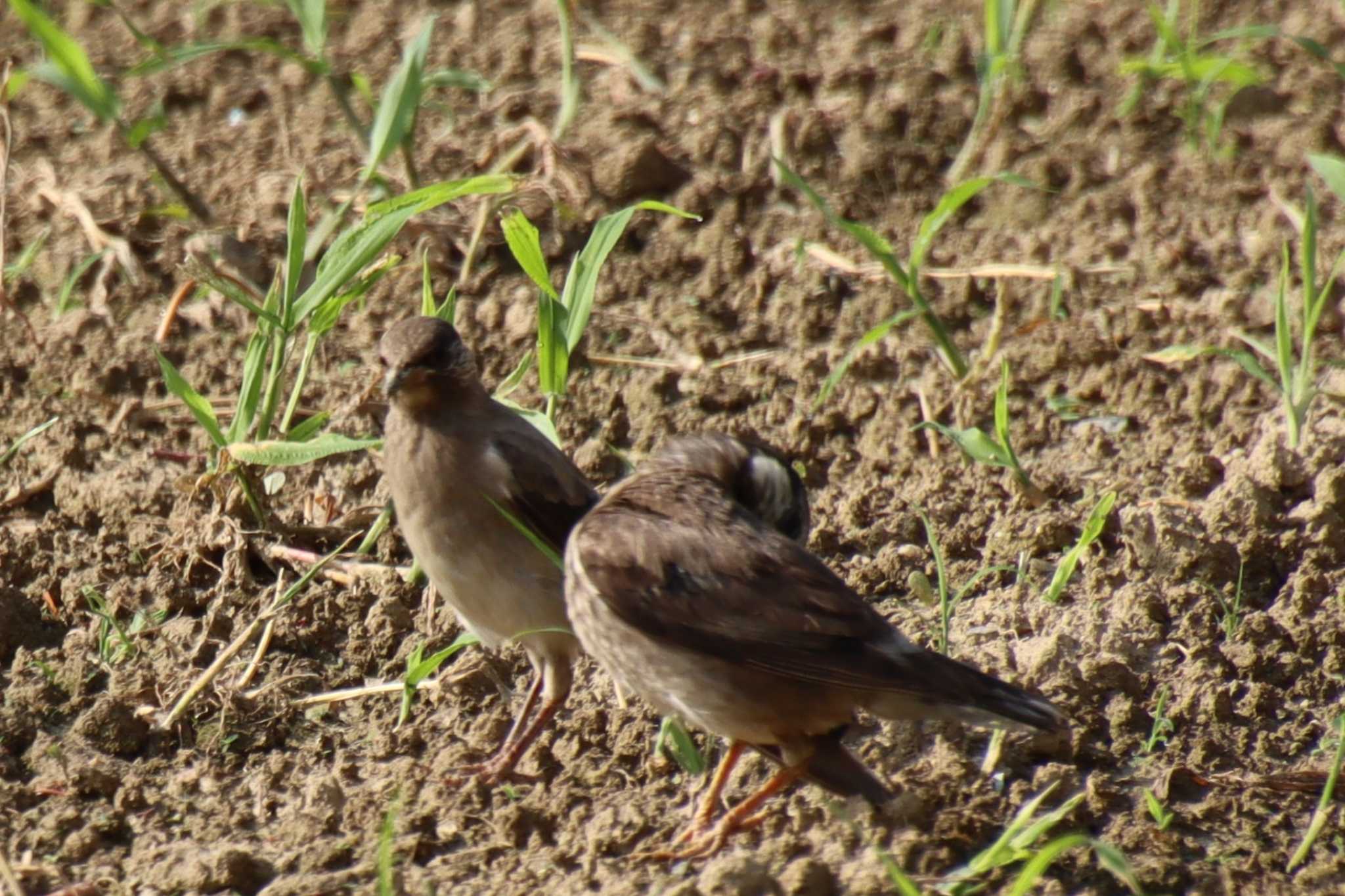 White-cheeked Starling