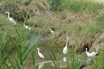 Little Egret 巨椋干拓地 Mon, 7/25/2022