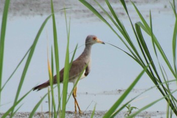 Grey-headed Lapwing 巨椋干拓地 Mon, 7/25/2022