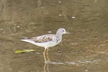 Common Greenshank 巨椋干拓地 Mon, 7/25/2022