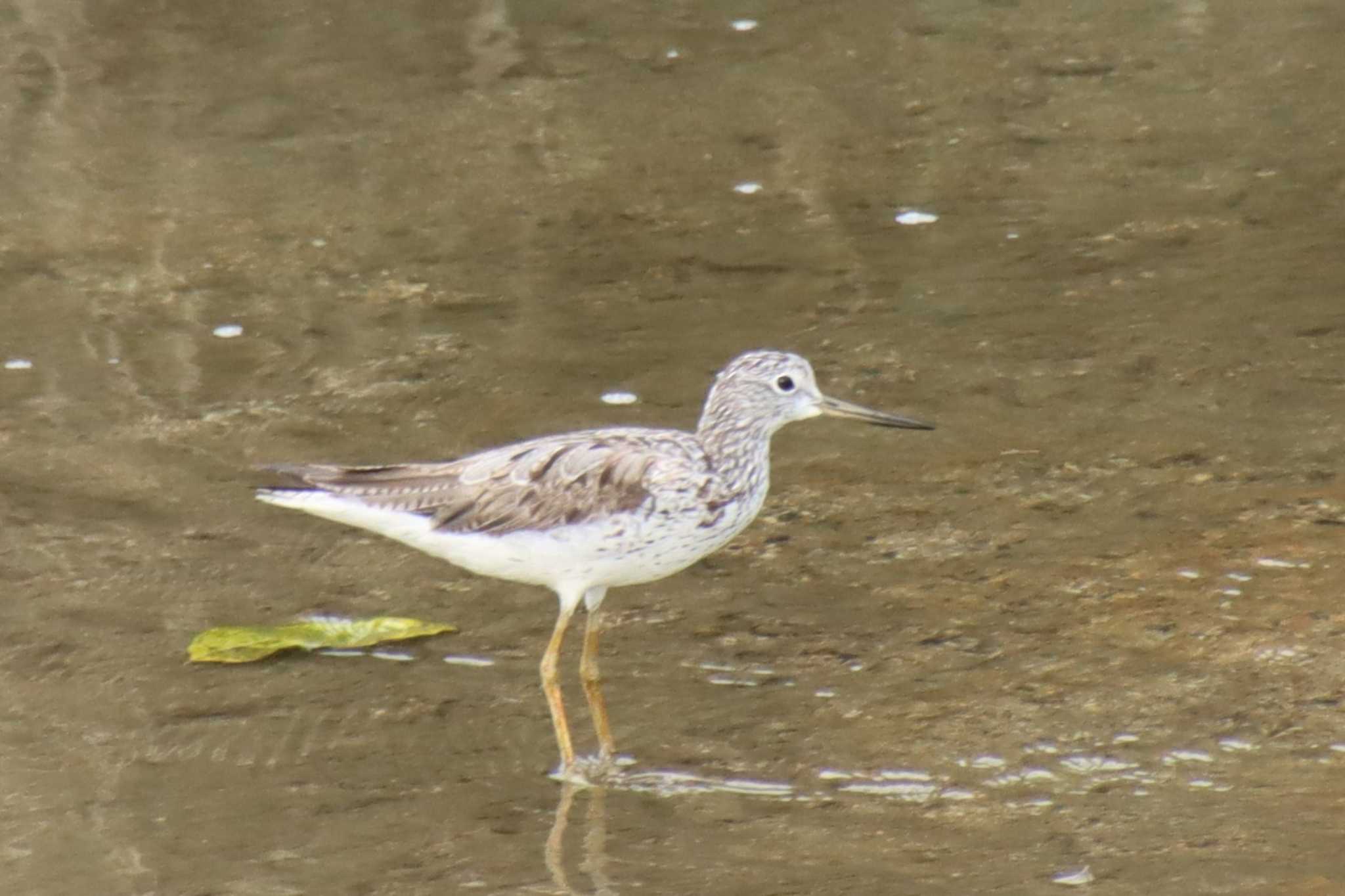 Common Greenshank