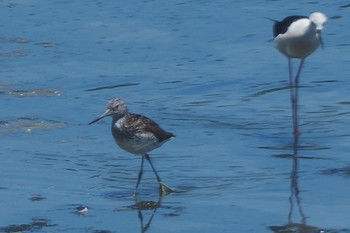 Common Greenshank Tokyo Port Wild Bird Park Sun, 7/24/2022