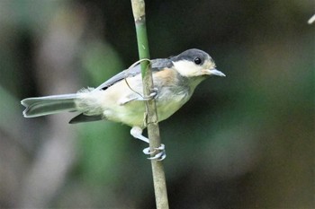 Varied Tit 裏高尾 Wed, 7/20/2022