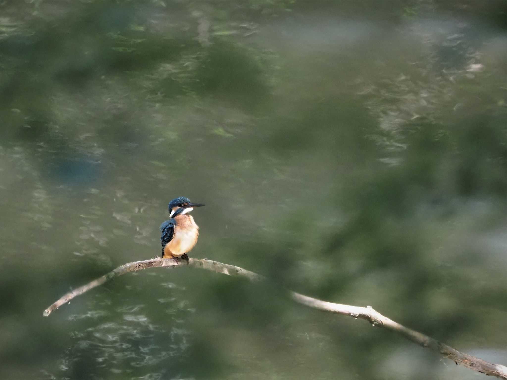 Photo of Common Kingfisher at 姫路市自然観察の森 by しんちゃん