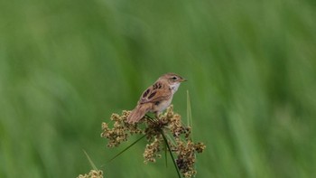 Marsh Grassbird 青森県小川原湖 Mon, 7/25/2022