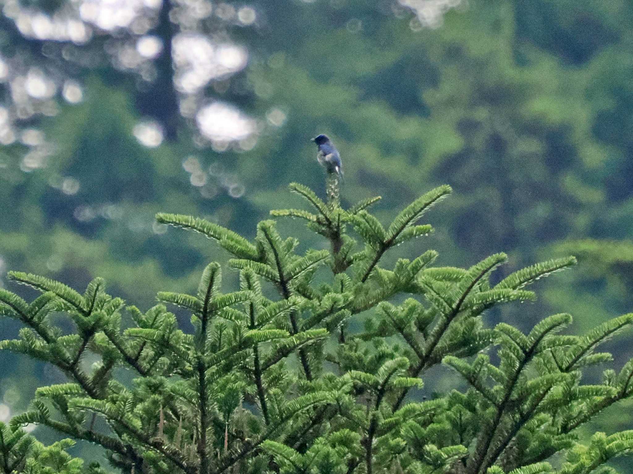 檜原都民の森 オオルリの写真