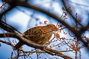 コジュケイ 兵庫県宝塚市 2018年1月14日(日)