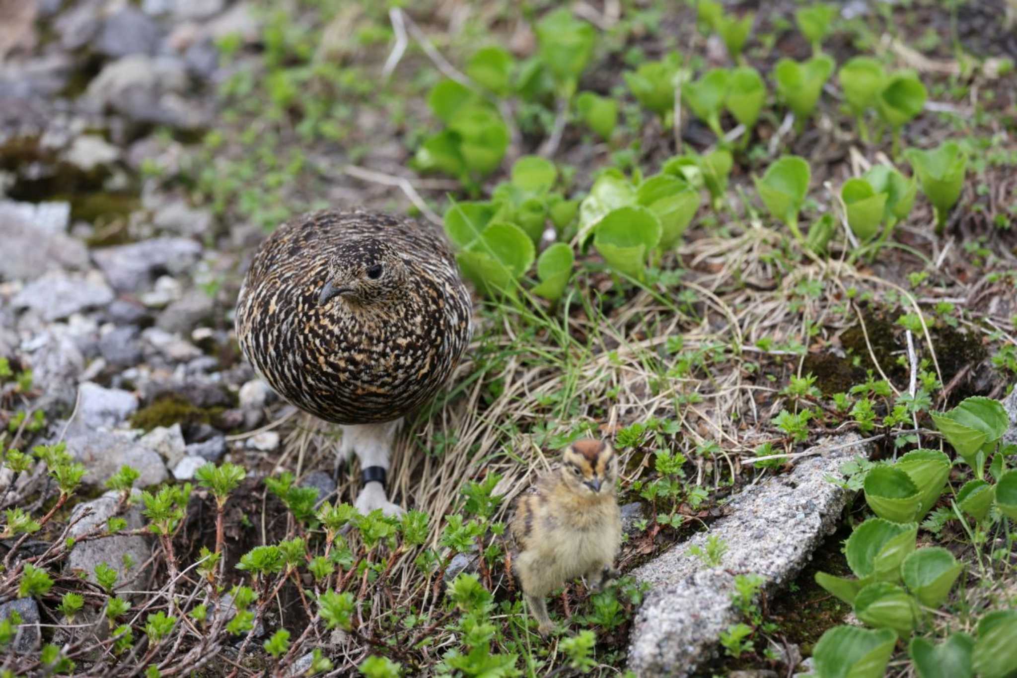 室堂平 ライチョウの写真