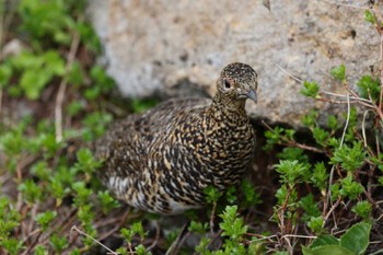 ライチョウ 室堂平 2022年7月18日(月)