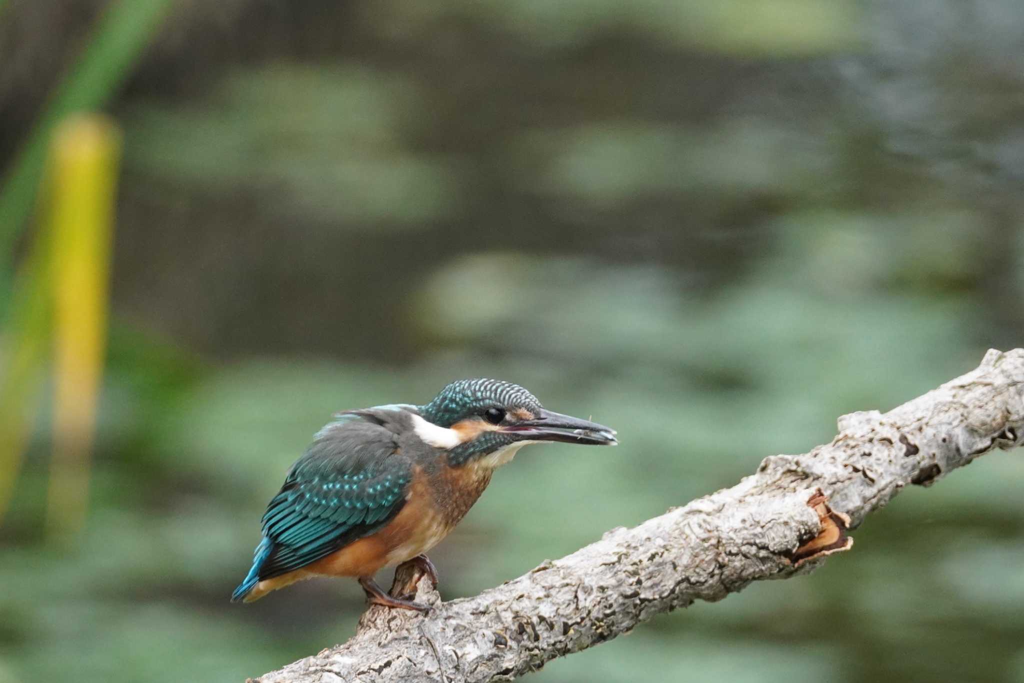 石狩 茨戸川 カワセミの写真