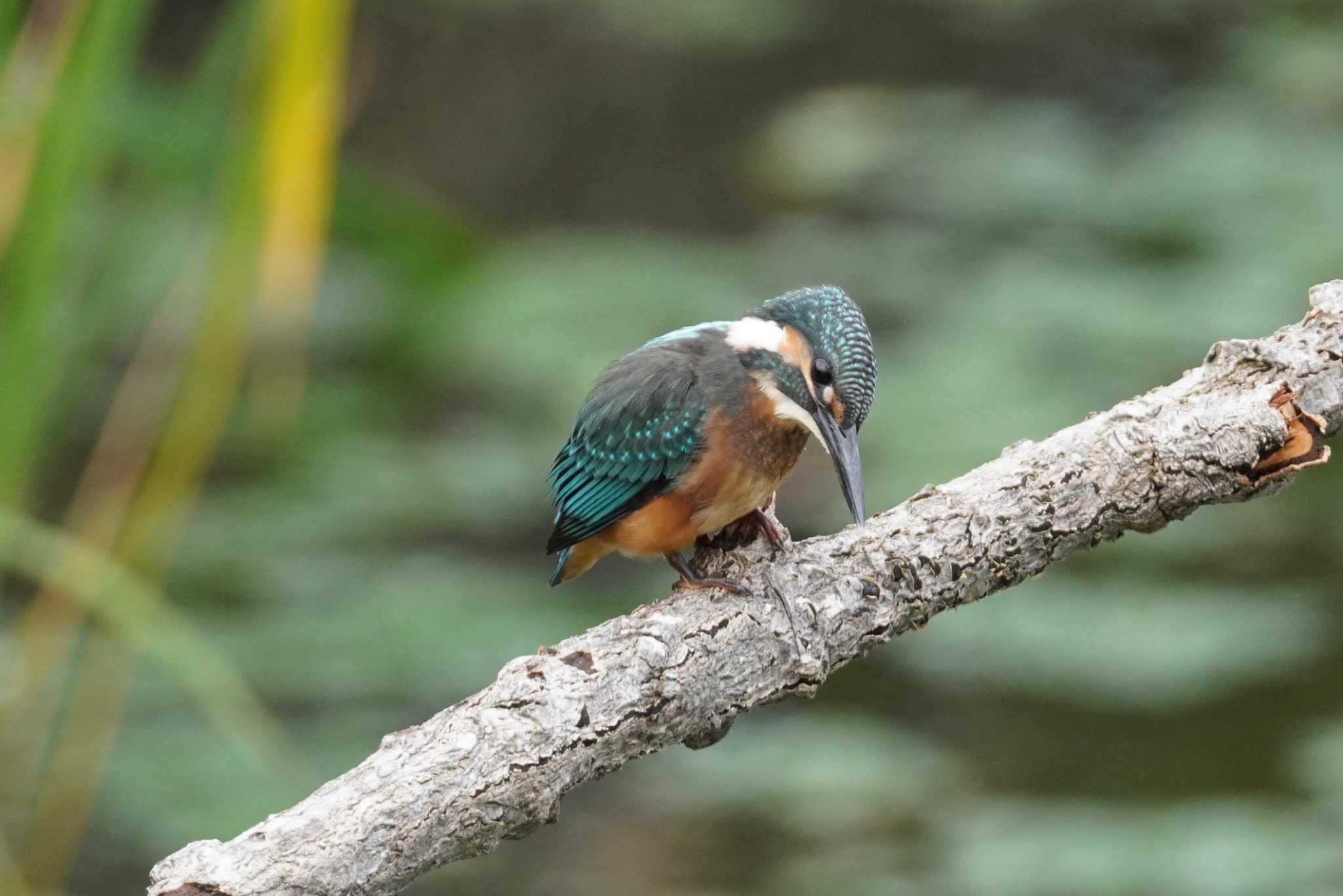 石狩 茨戸川 カワセミの写真