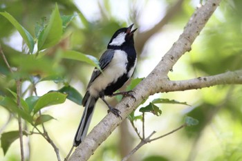 シジュウカラ 明石公園 2022年6月19日(日)