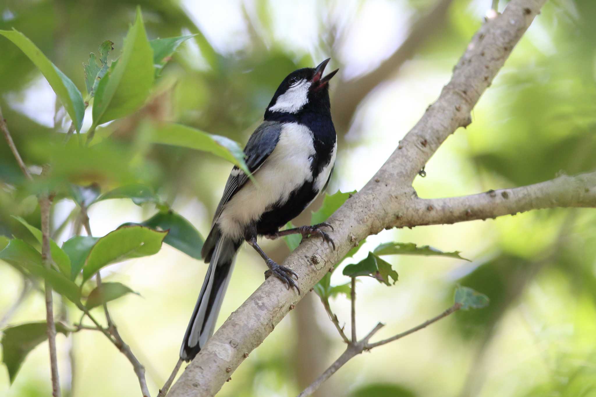 明石公園のシジュウカラ