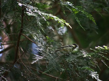 Coal Tit 富士山一合目付近 Fri, 7/22/2022