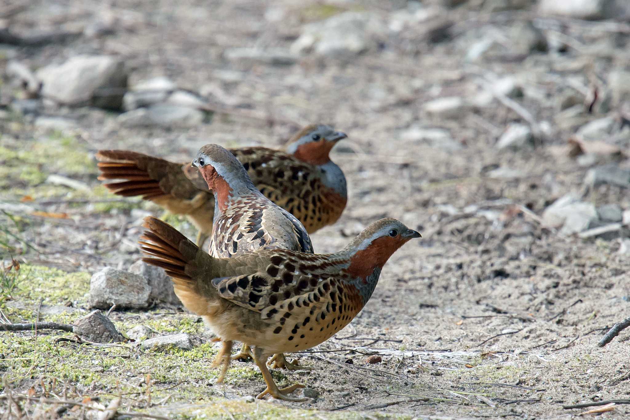 Photo of Chinese Bamboo Partridge at 兵庫 by Tanago Gaia (ichimonji)