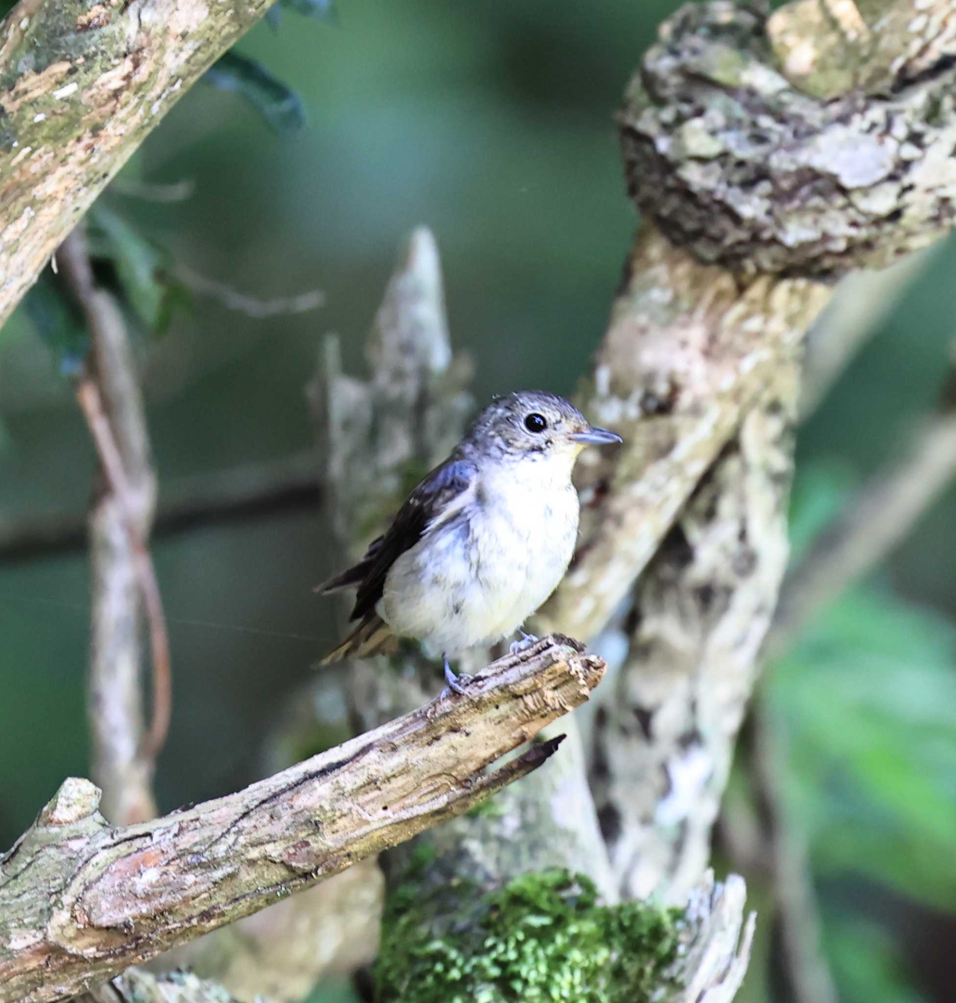 西湖野鳥の森公園 コサメビタキの写真