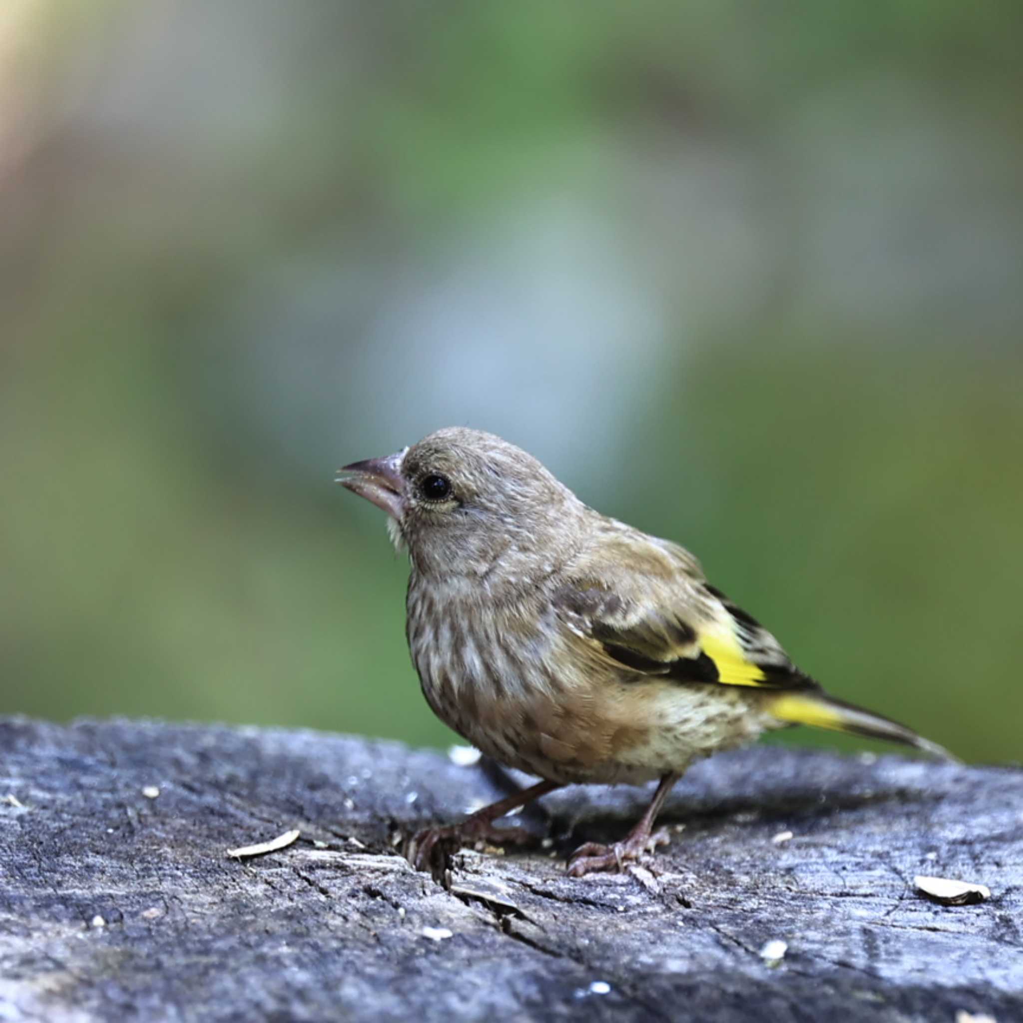 西湖野鳥の森公園 カワラヒワの写真 by ノッポさん