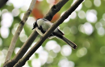 シジュウカラ 桧原公園(常滑市) 2022年7月20日(水)